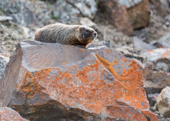 Lin and Michael's Photos