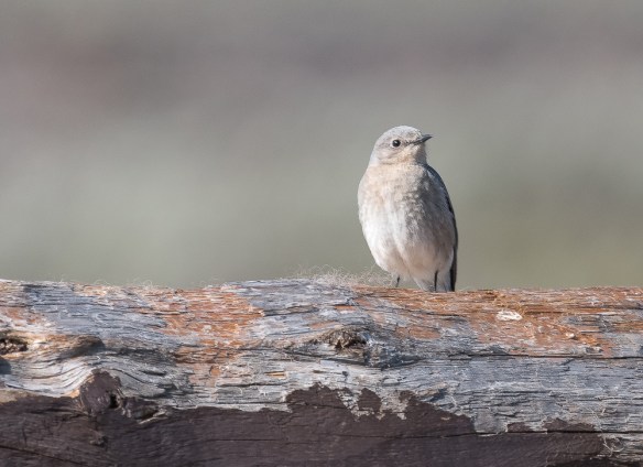 Lin and Michael's Photos