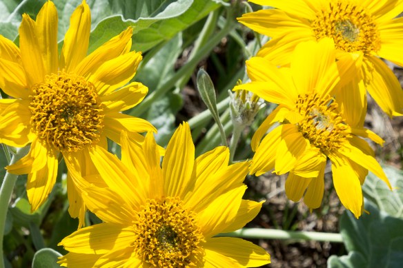 Lin and Michael's Photos