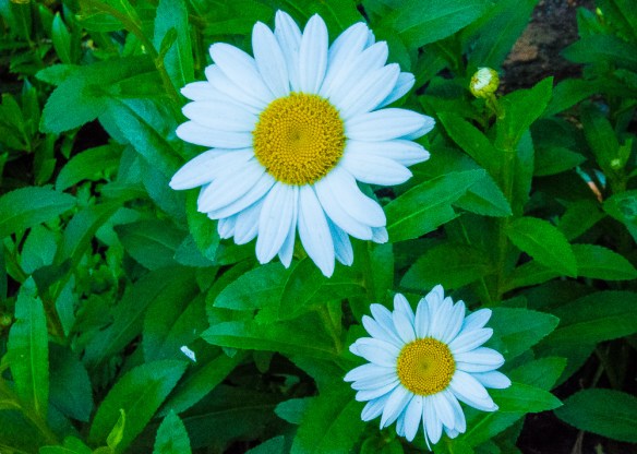 Lin and Michael's Photos