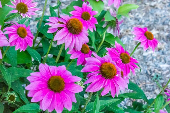 Lin and Michael's Photos