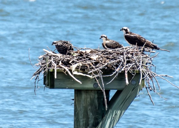 Lin and Michael's Photos