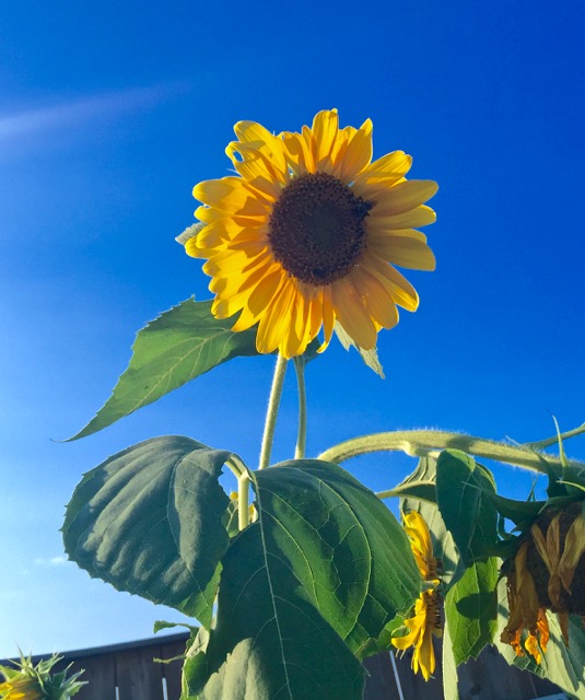 Lin and Michael's Photos