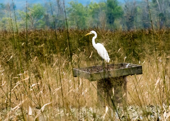 Lin and Michael's Phoots