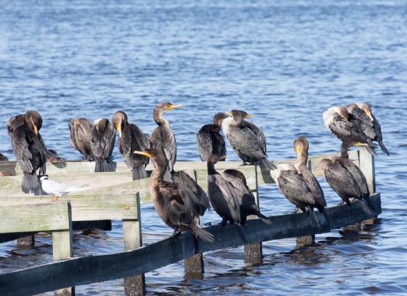 Lin and Michael's Photos