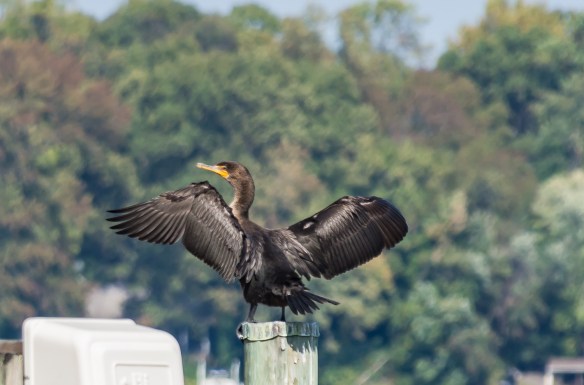 Lin and Michael's Photos