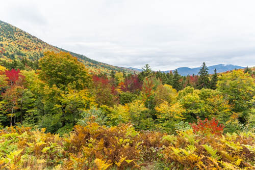 Lin and Michael's Photos