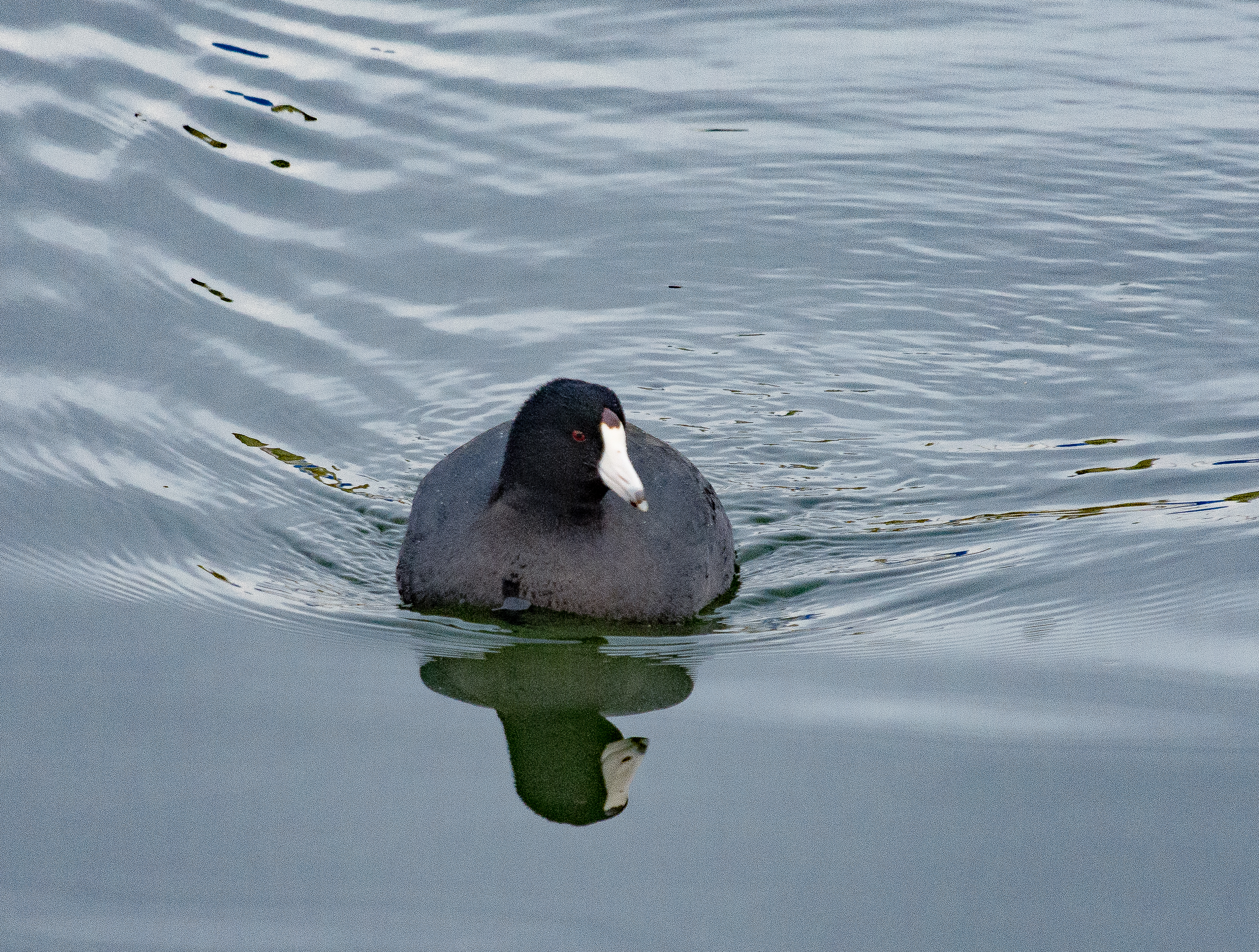 Lin and Michael's Photos