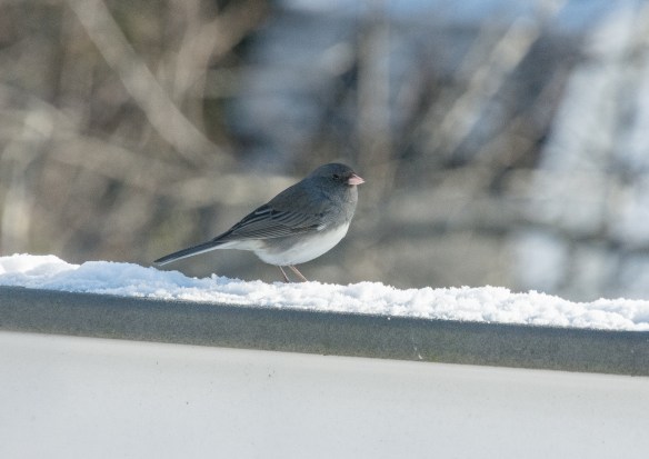 Lin and Michael's Photos